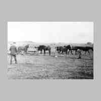 006-0043 Biothen 1940. Otto Komm bei den Pferden auf der Pregelwiese.jpg